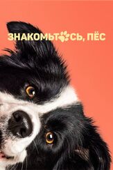 Знакомьтесь, пёс из фильмографии Денис Беспалый в главной роли.