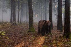 Фото Мой папа - медведь