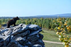 Обои Пальма 2