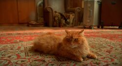 Обои Котострофа