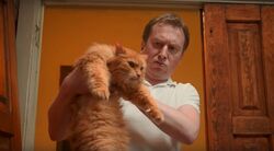 Обои Котострофа