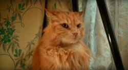 Обои Котострофа