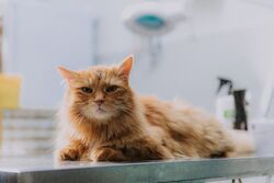 Обои Котострофа