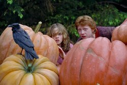 Фото Гарри Поттер и узник Азкабана