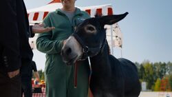 Обои Одна дома: Великолепная пятерка