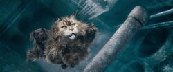 Обои Кот и пёс