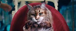Обои Кот и пёс