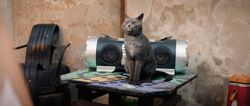 Обои Школа магических зверей. Загадка волшебного леса