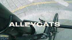 Обои Уличные коты