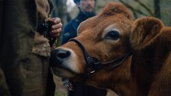 Обои Первая корова