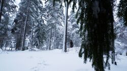 Обои КАРАнтин
