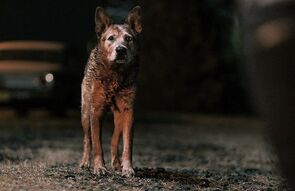 Фото из фильма Кладбище домашних животных: Кровные узы (2023)