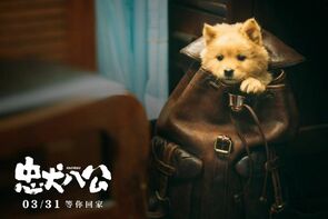 Фото из фильма Мой Хатико (2023)