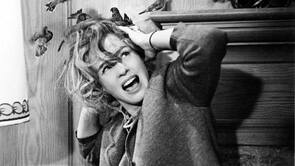Фото из фильма Птицы (1963)