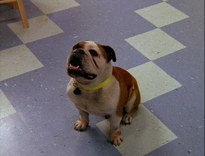 Фото из сериала SOSатели Малибу (2000)