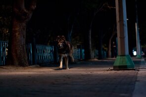 Фото из фильма Воющий (2012)